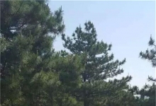 国家油松研究课题组组长沈熙环教授考察塞上松油松林基地