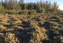 金秋十月，塞上松品牌喜迎松塔采摘季节！