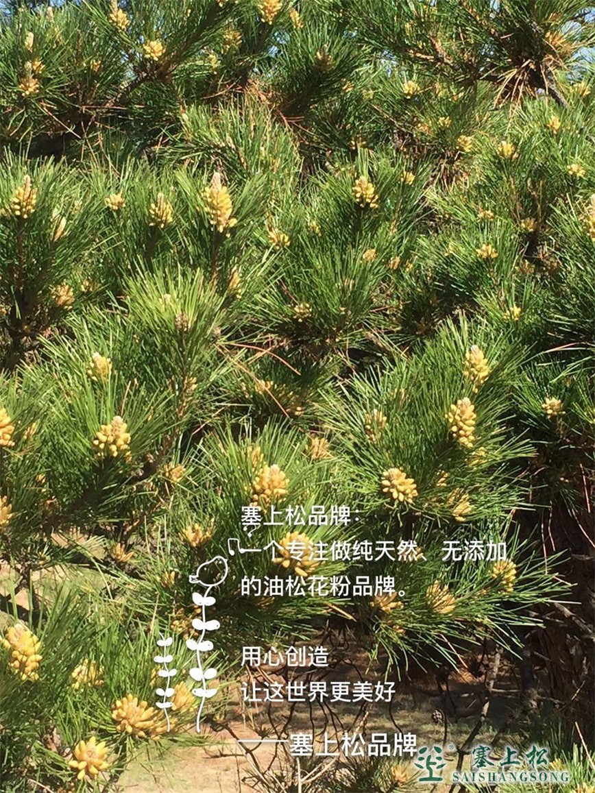 松花粉是松树花蕊的精细胞,它担负着松树繁衍的重任,也就是