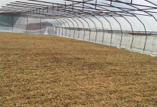 塞上松油松花粉采摘直播：二号基地在在短短5天内，已经收了2万多斤