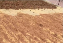 油松花粉从采摘到顾客手里接近上百道工序，这就是塞上松的品控标准！