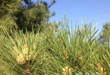 油松花粉的采摘季很短，中间的生产加工环节很多，任何一环有失误都会导致全盘皆失。