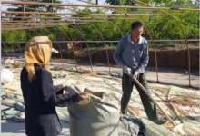 松花粉花穗采摘直播：晾晒结束后，筛过花粉的花穗也是供不应求