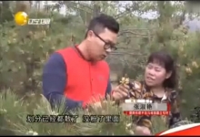 辽宁卫视对塞上松的报道《青山藏不住 农闲采松花》
