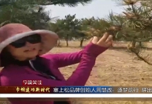 朝阳电视台《朝阳新闻》和《今晚关注》报道——塞上松创始人花粉姐姐