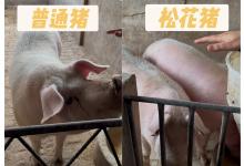 临近年末，“猪界白富美”松花猪引领健康新潮流