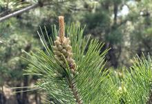 辽宁朝阳油松花粉进入盛采期