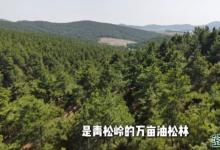 辽宁电视台北斗融媒特别报道 | 塞上松基地行：青松岭万亩林海绽放生态经济之光