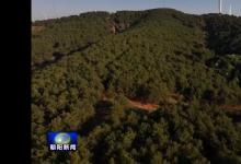 塞上松核心采粉地：60载治山绘林海，生态沃土育珍品